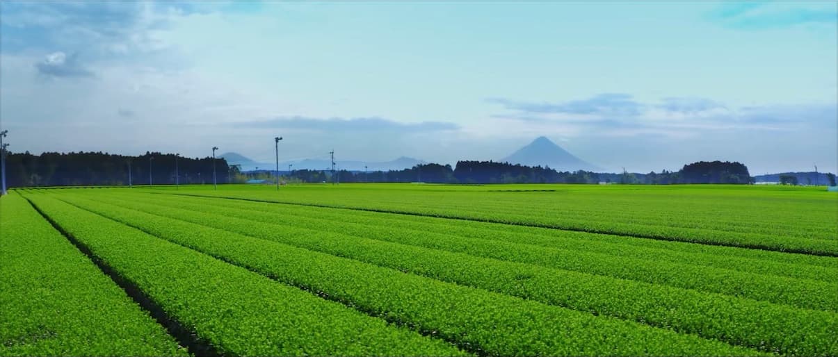 Tea fields in Kagoshima, Japan