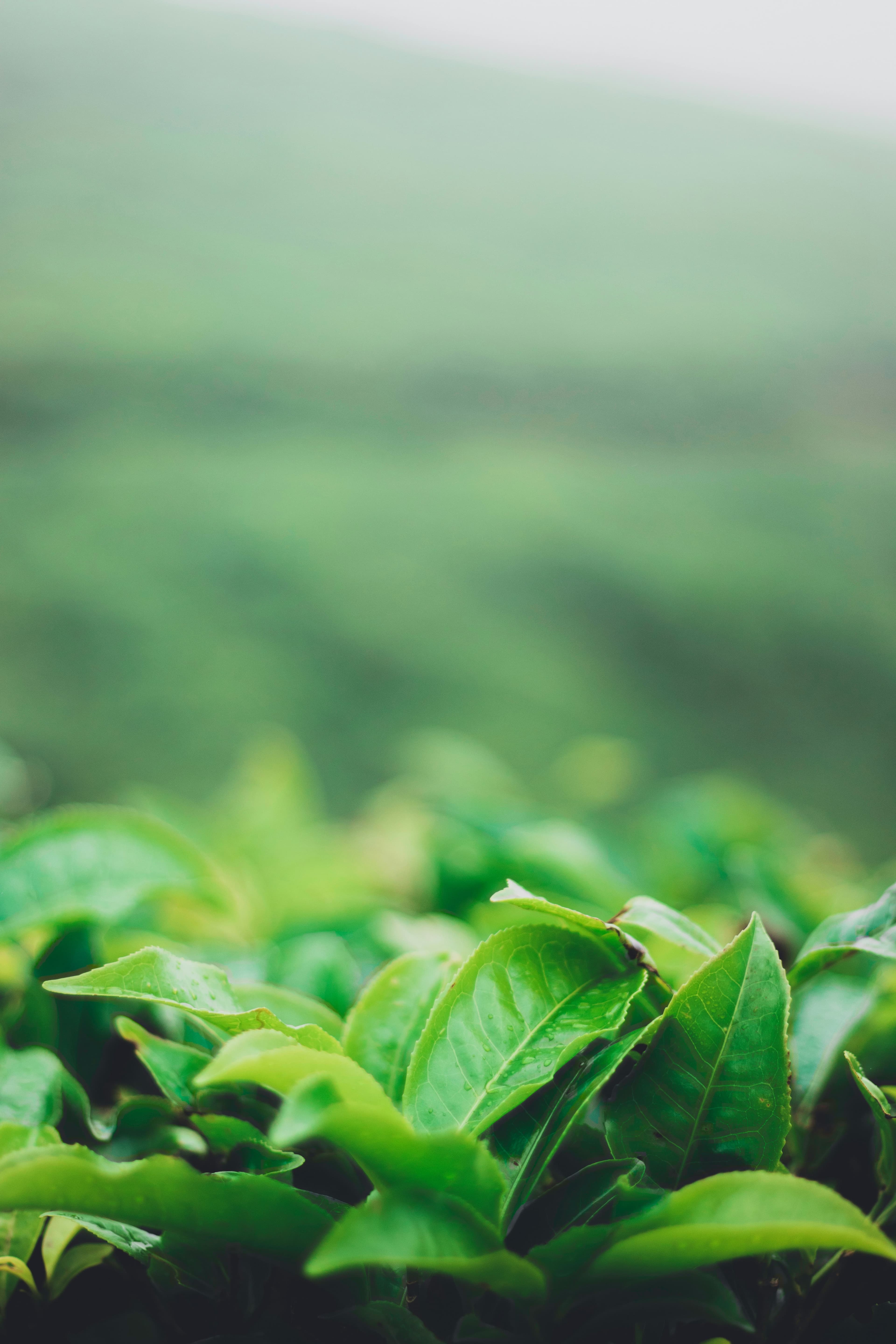 Fresh green tea leaves closeup in misty field