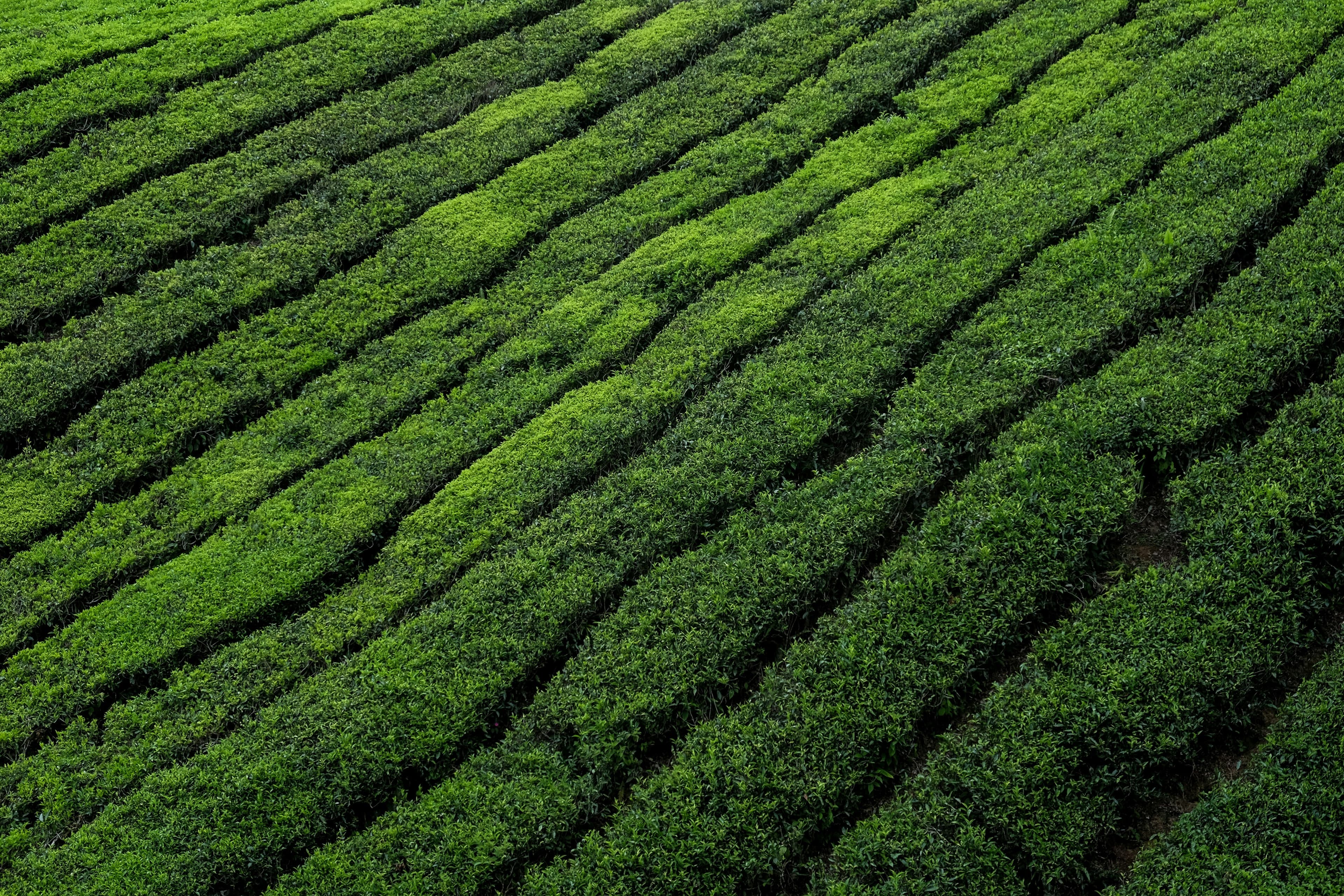 Aerial view of tea field rows with diagonal pattern