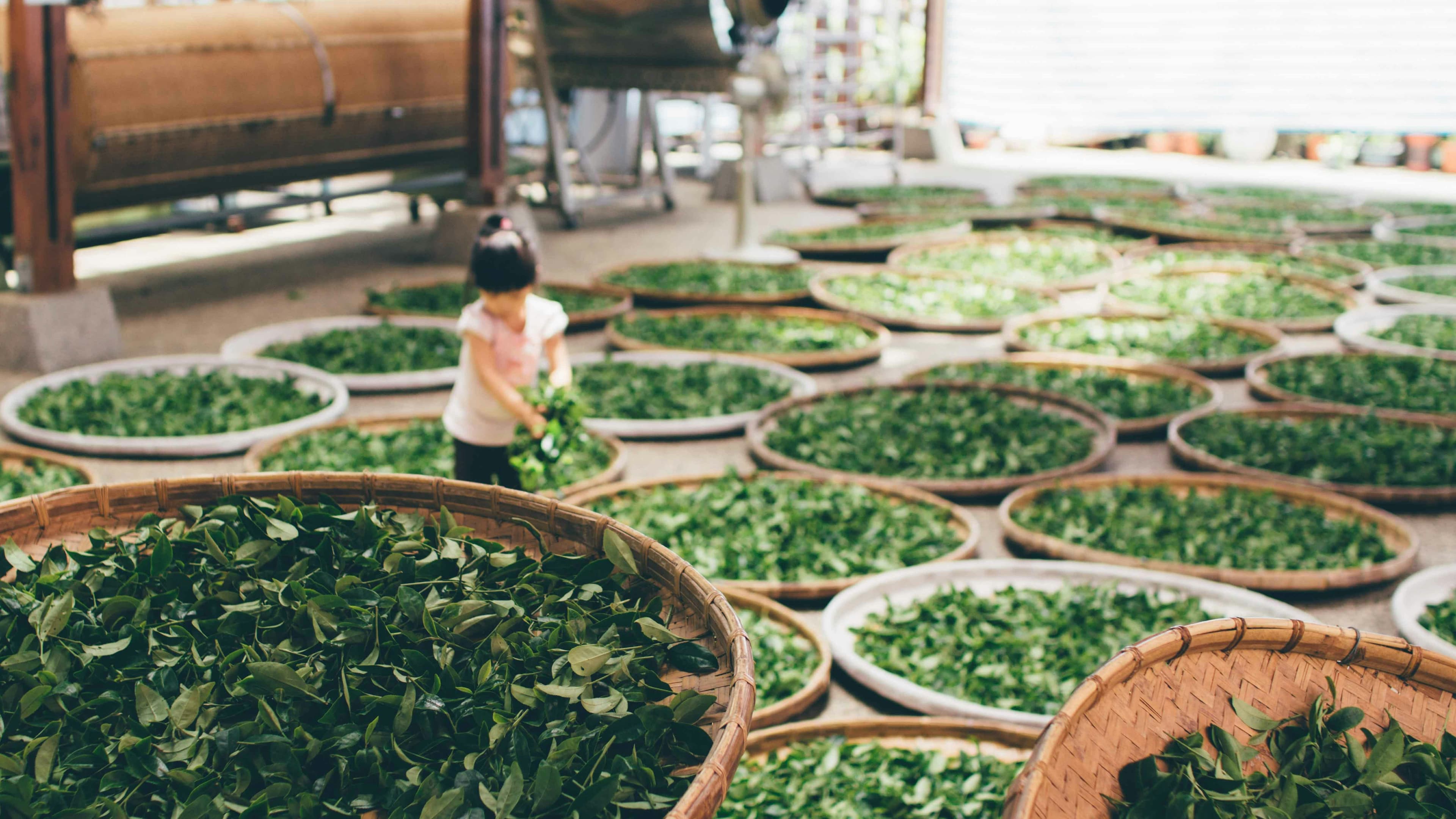 Tea processing facility with bamboo baskets of fresh leaves