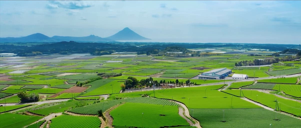 Aerial view of Japanese tea fields