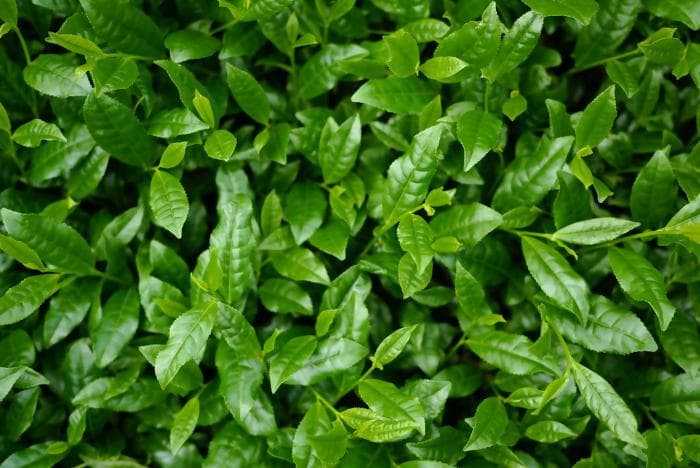 Close-up of fresh green tea plant leaves